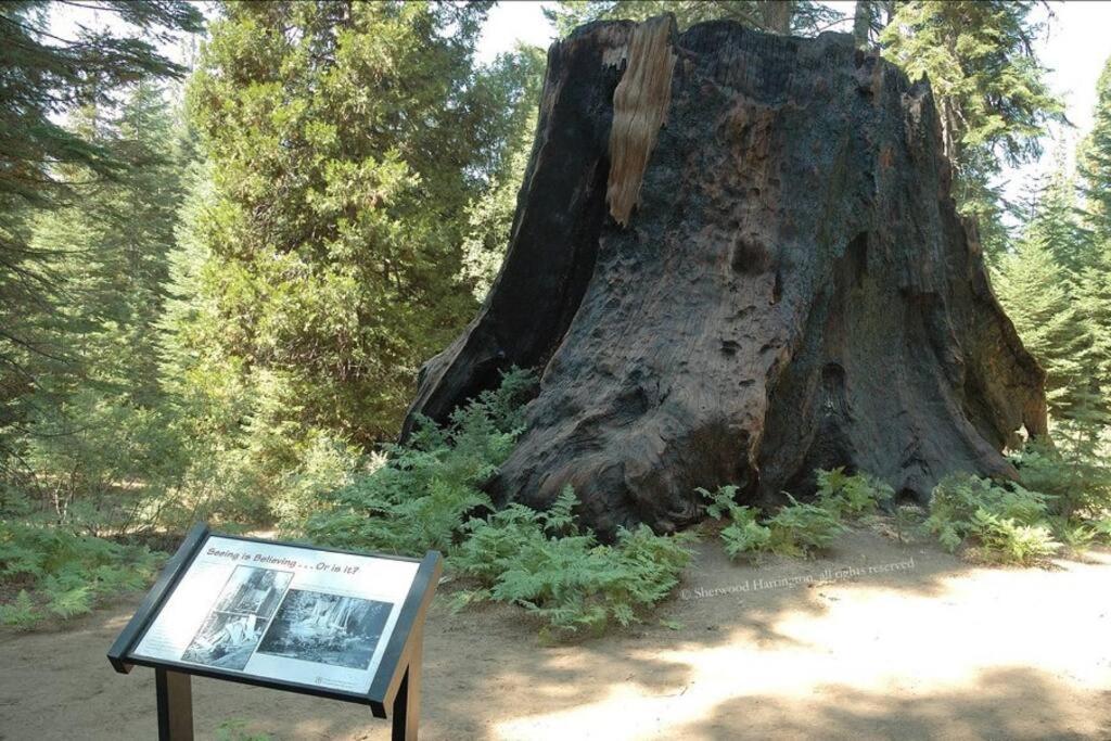 Sequoia Splendor, Inside Kings Canyon Np By Visitors Center Wilsonia Exterior photo